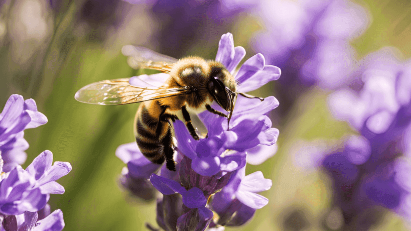 Biene auf lila Blume