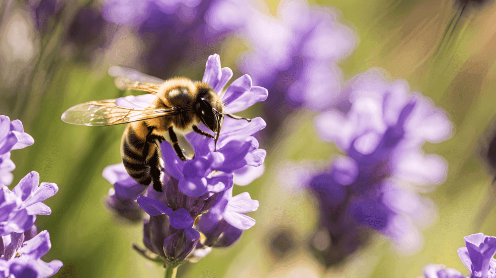 Biene auf lila Blume