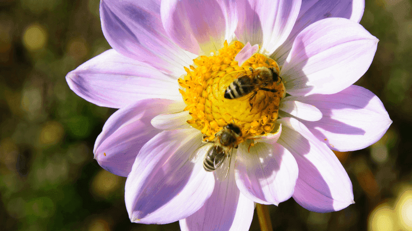 Bienen auf lila Blume