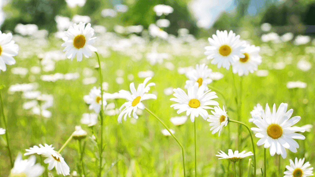 Blumenwiese