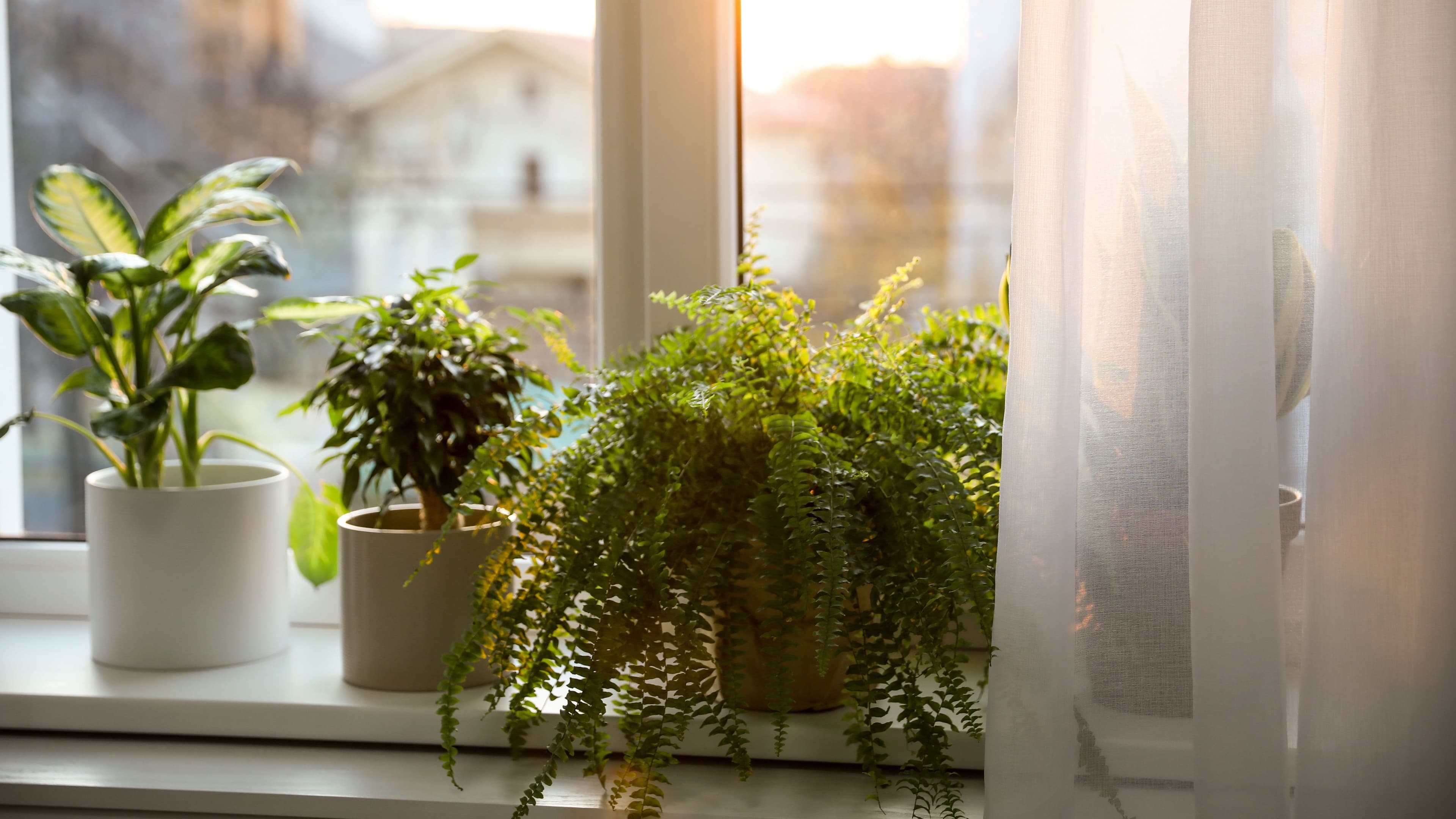 Verschiedene Zimmerpflanzen stehen auf einer Fensterbank aufgereit. Durch das Fenster sieht man Häuser angedeutet.