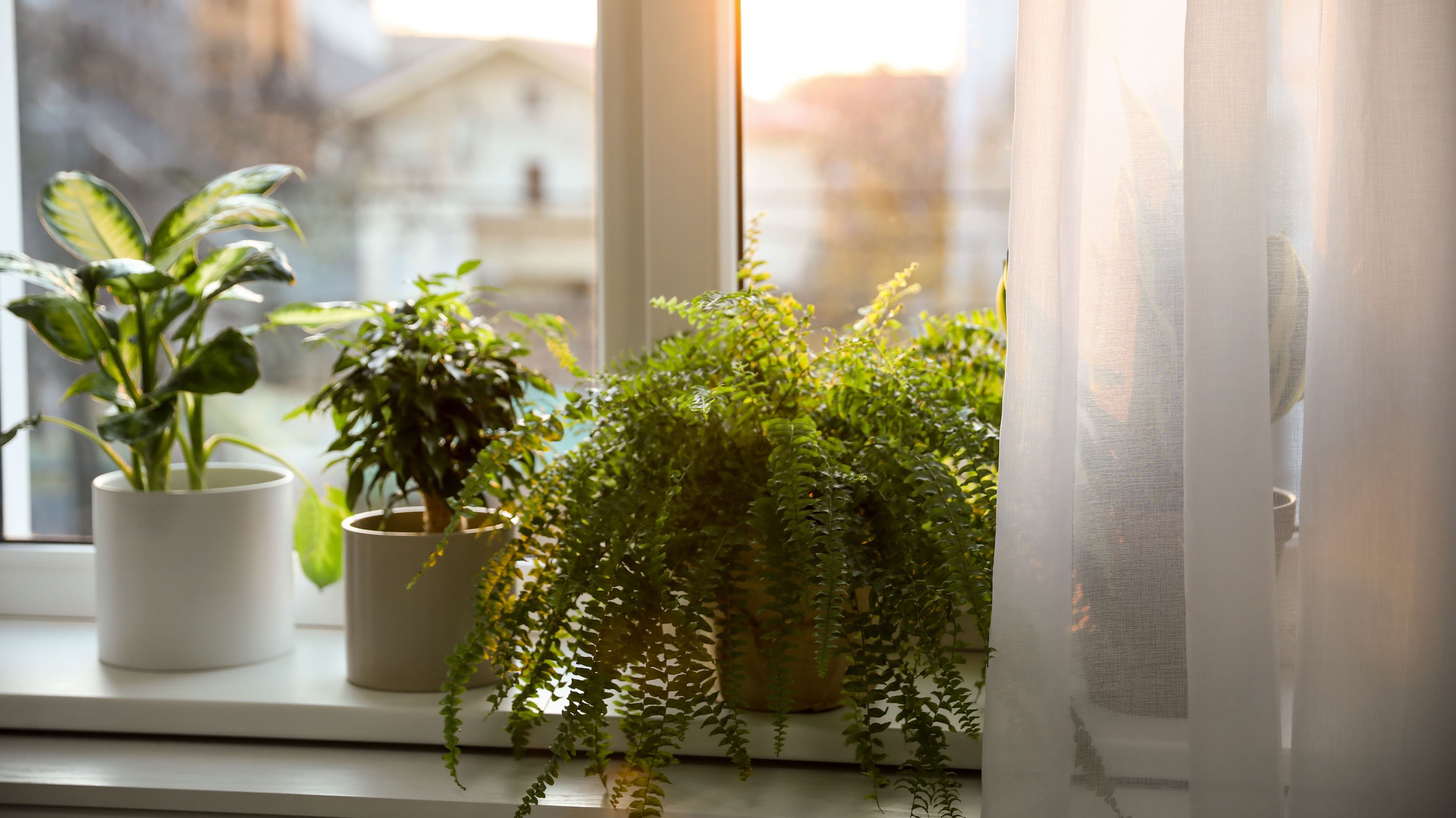 Verschiedene Zimmerpflanzen stehen auf einer Fensterbank aufgereit. Durch das Fenster sieht man Häuser angedeutet.