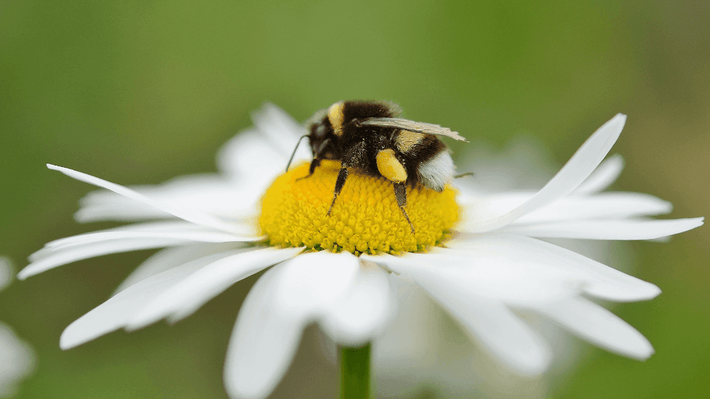 Biene auf Blume