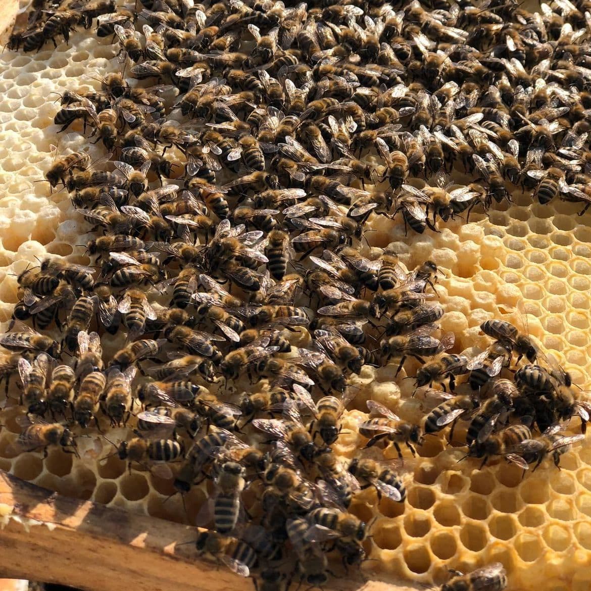 LBS-Bienen
