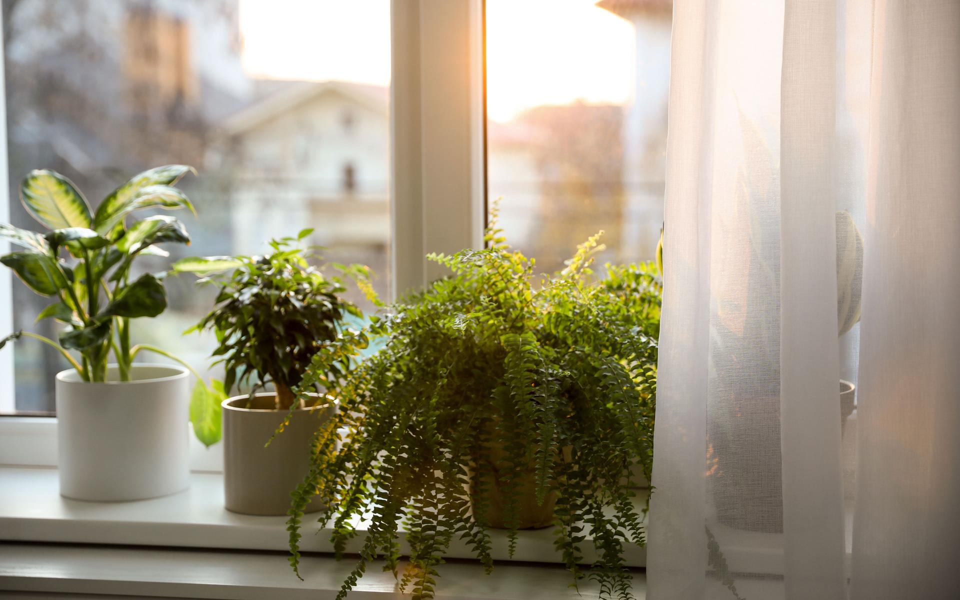 Verschiedene Zimmerpflanzen stehen auf einer Fensterbank aufgereit. Durch das Fenster sieht man Häuser angedeutet.